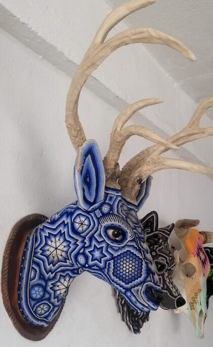 Cabeza de venado azul